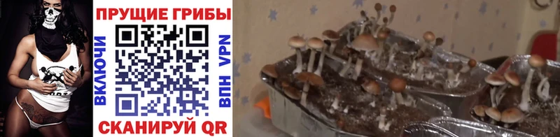 где можно купить   Карталы  Псилоцибиновые грибы ЛСД 